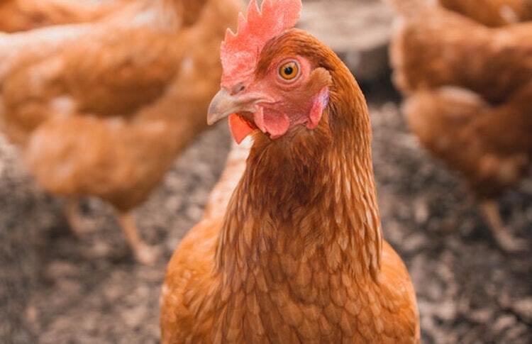 大吉大利要吃鸡，美食香气扑鼻(图3)