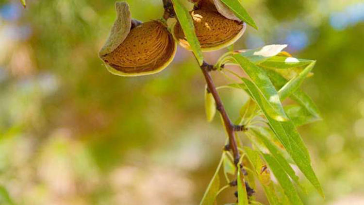 脆香可口巴旦木.健康营养小零食(图1)