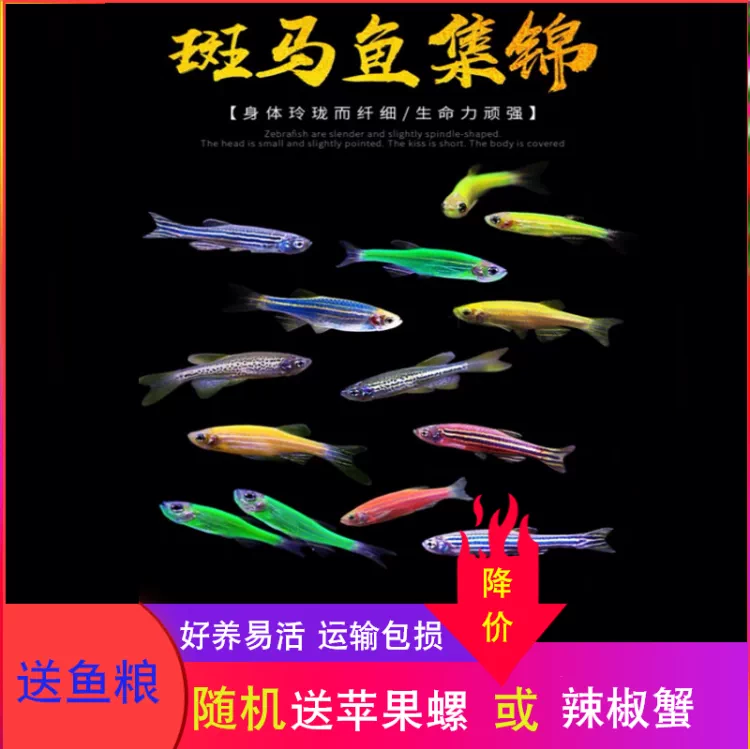 活體小型熱帶魚紅斑馬魚好養易活燈科魚羣遊螢光淡水魚觀賞魚套餐 Taobao