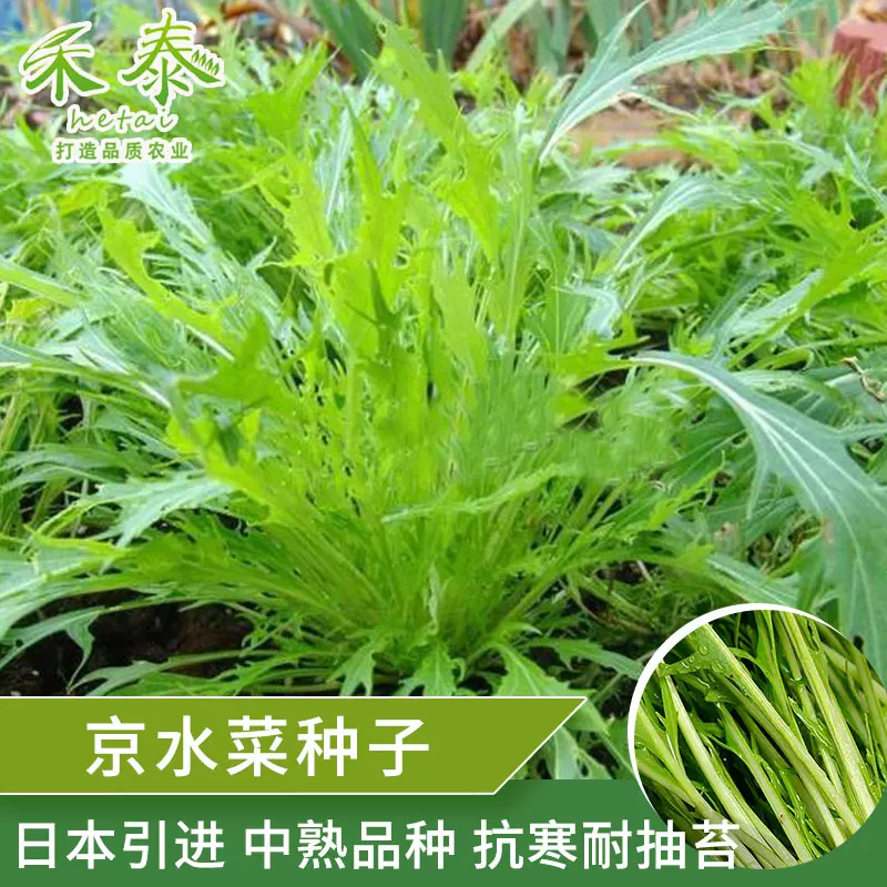 京水菜种子水晶菜种籽特色野菜四季保健菜籽农家菜园种植