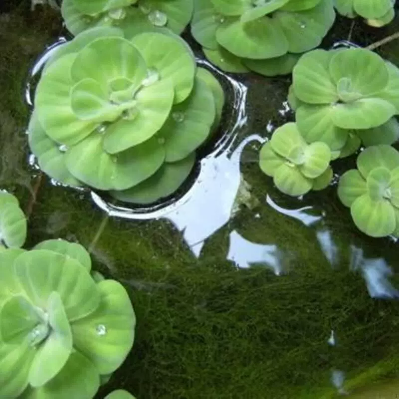 水芙蓉水葫芦水培水生植物鱼缸金乌龟草造景净化水质活体水植物 Taobao