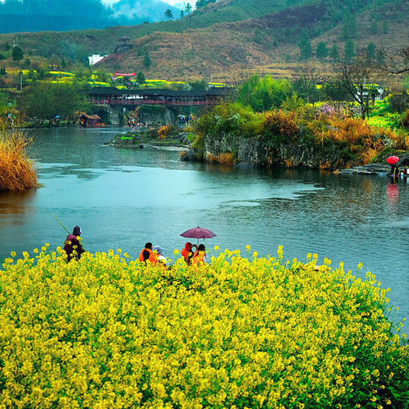 千岛湖+婺源+宏村+西递3日游【纯玩】梅峰揽胜婺源篁岭水墨宏村