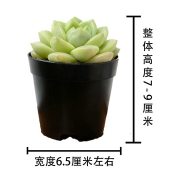 Succulents are small indoor potted plants that are large and good for growing green plants and flowers that are easy to survive indoors and outdoors.