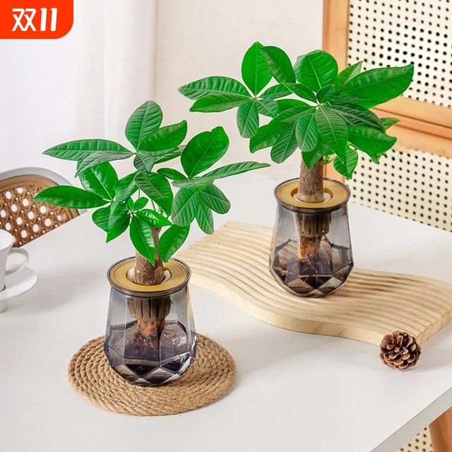 Money tree hydroponics is easy to grow for lazy people. It is suitable for placing hydroponic plants on office desks and living rooms.