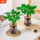 Money tree hydroponics is easy to grow for lazy people. It is suitable for placing hydroponic plants on office desks and living rooms.