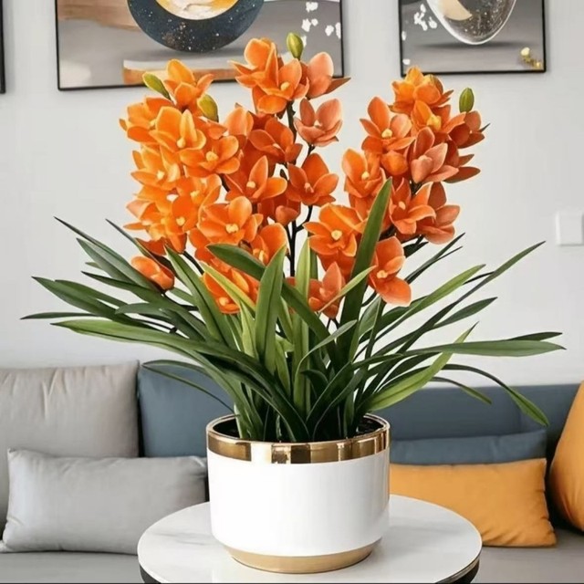 Lazy new product fragrance bulb orchid potted flowers collection, cold-resistant and blooming in all seasons