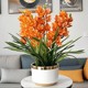 Lazy new product fragrance bulb orchid potted flowers collection, cold-resistant and blooming in all seasons