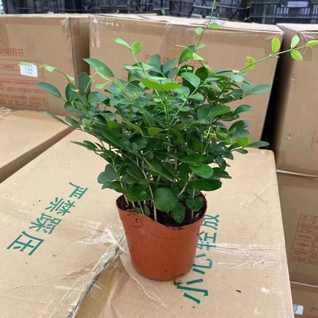 Jiulixiang potted flowers and green plants indoor mosquitoes repel green all year round, it is easy to raise hydroponics and seeds of leaves to purify the air