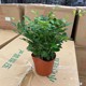 Jiulixiang potted flowers and green plants indoor mosquitoes repel green all year round, it is easy to raise hydroponics and seeds of leaves to purify the air