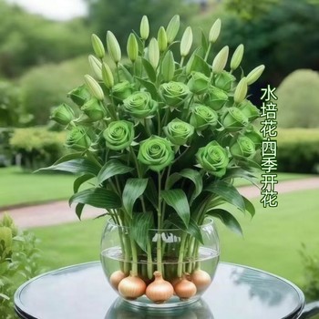 Double petal rose hydroponic potted plants for thousands of people to buy more