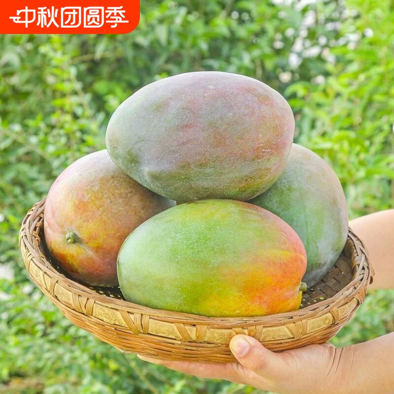 现摘现发四川凯特芒芒带水果树上熟新鲜正宗大青芒应季水果现摘现发四川凯特芒芒带水果 - 86线报