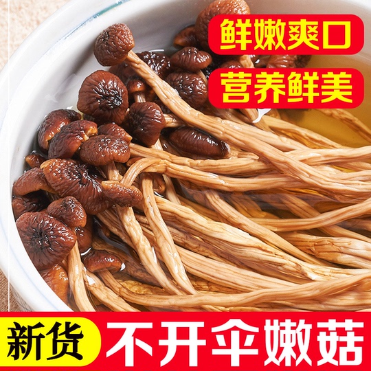 SERKIS きのこ studio CLIP｜LEDきのこタッチライト | Rakuten Fashion(楽天