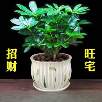 Bafanglaicai 20 cm 4 potted duck foot wood four-season evergreen desktop radiation-proof flower bonsai fortune tree