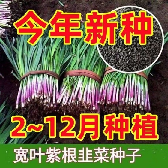 
Wide-leaf purple-root leek seeds High-yield leek seeds Garden balcony potted cold-resistant large leafy vegetable seeds