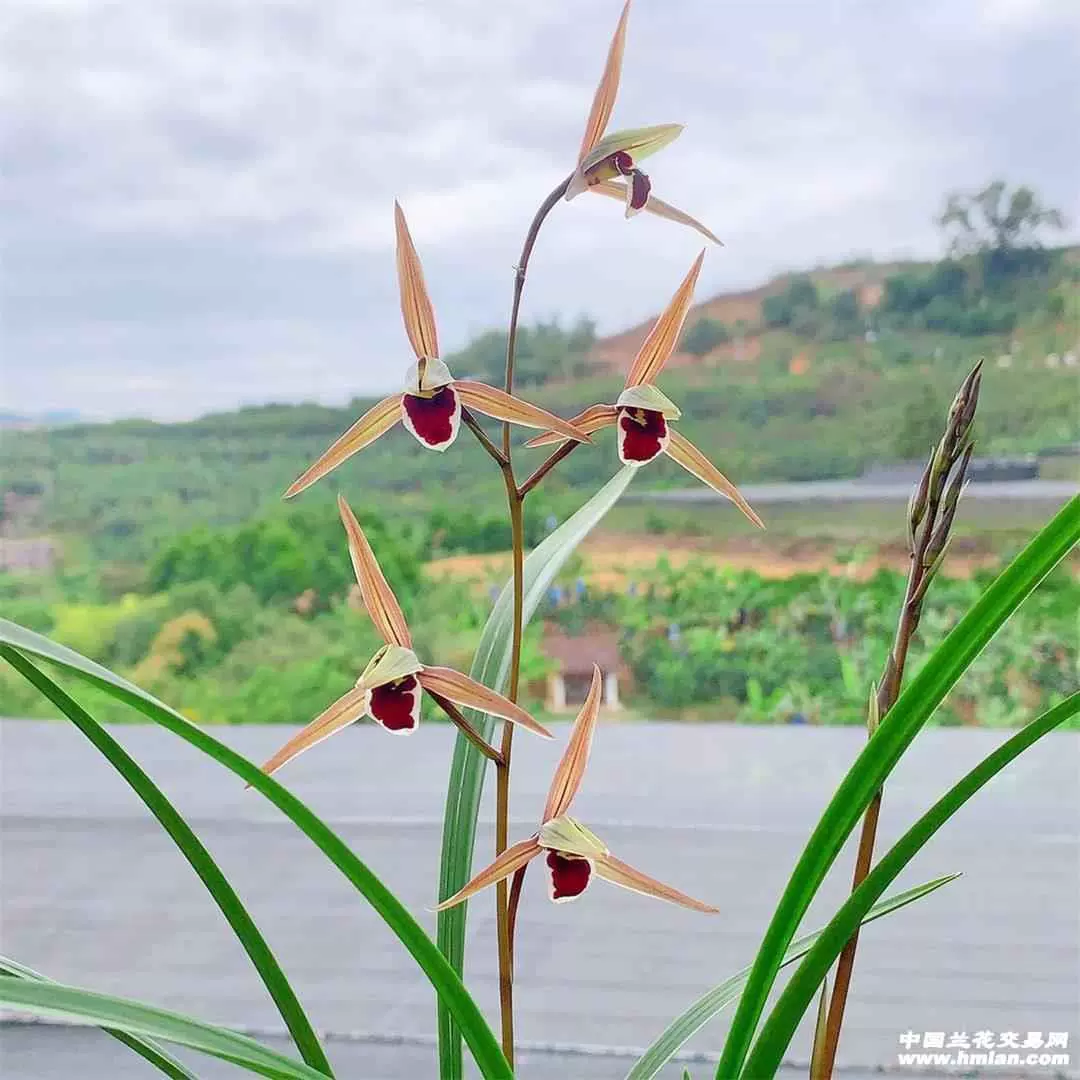 寒蘭-010　442-5H　8番更紗無点×御国の華　苗　交配種 Yahoo!オークション -「(春蘭 寒蘭)」(ガーデニング) の落札相場