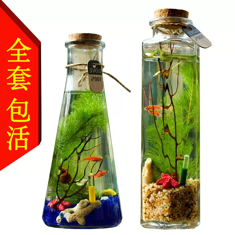 斑馬魚免不換水的魚耐養迷你生態魚瓶觀賞金魚活體熱帶小型淡冷水 Taobao