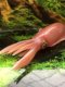 Fish tank decorative American Safari genuine marine life reef squid static animal simulation squid super realistic