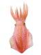 Fish tank decorative American Safari genuine marine life reef squid static animal simulation squid super realistic
