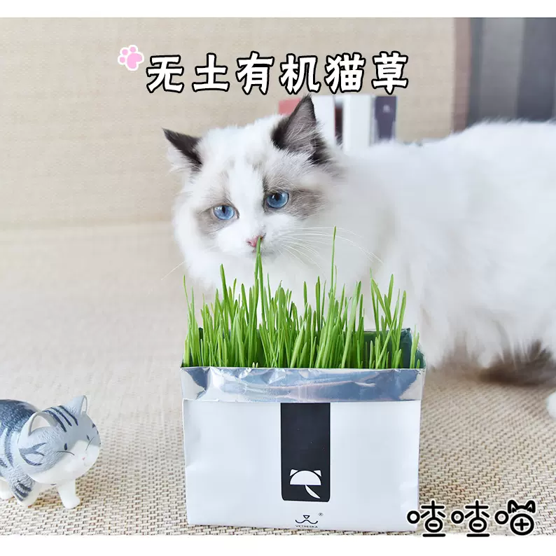 喳喳喵未卡vetreska无土栽培纸袋猫草适合对猫草不