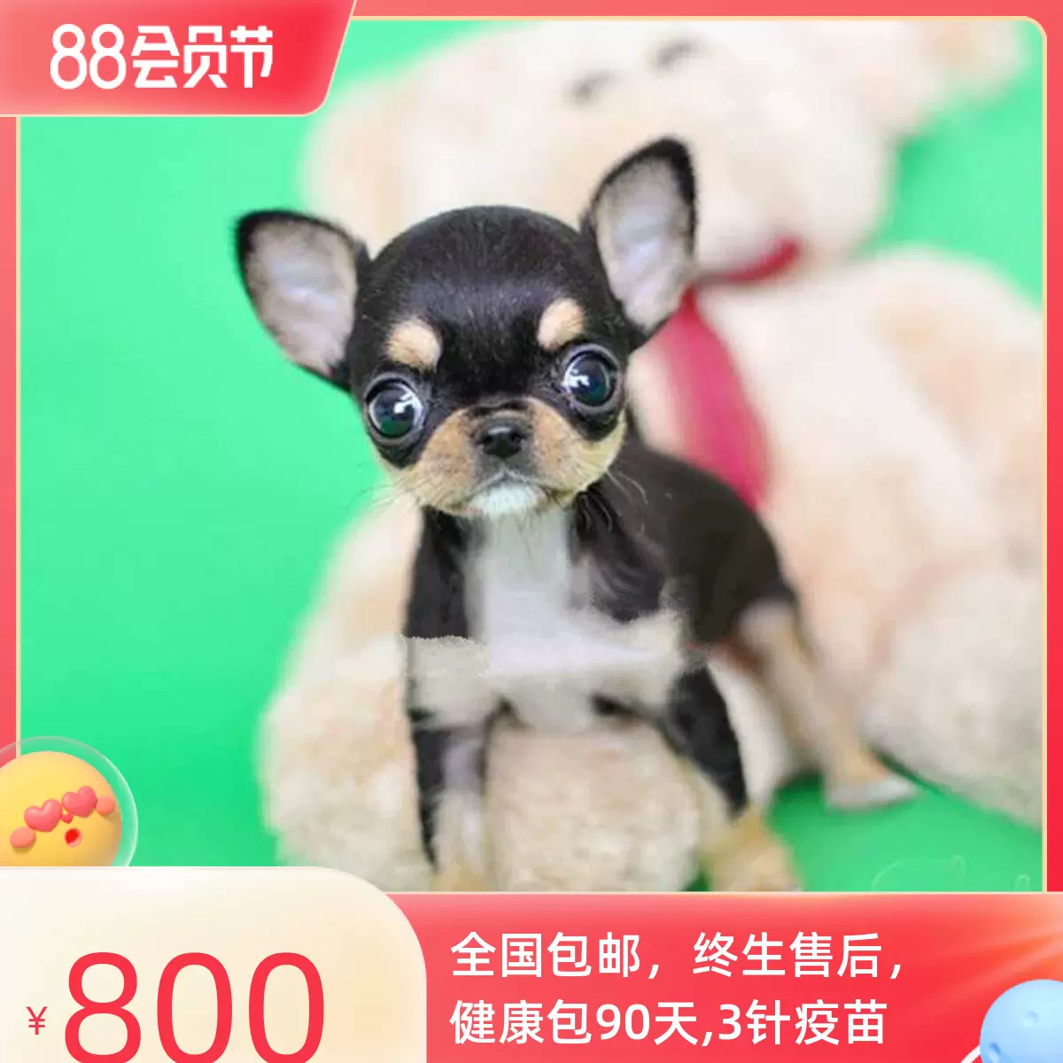 吉娃娃幼犬纯种吉娃娃犬迷你小型犬茶杯吉娃娃小狗苹果头