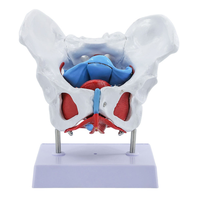 Movable Female Pelvis Model W/Elastic Two Movable Femur Heads And Joints Life Size Female Pelvic Anatomy Model For Science Education Midwife In Obstetrics Gynecology Patient Communication