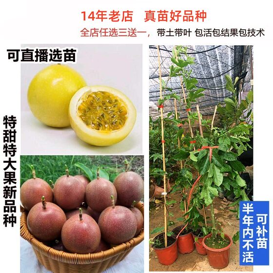 
Egg fruit Qinmi No. 9 grafted seedlings golden passion fruit passion fruit saplings climbing potted plants planted in the south