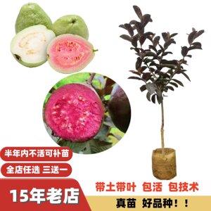 
Improved Taiwan watermelon red heart pearl ruby guava seedling grafted seedling multi-season fruit potted ground planting
