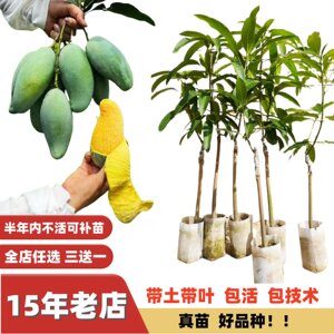 
Multi-season results, rich fruity fragrance, Tiandonggui seven-spice mango, large fruit, Jinhuang mango seedlings, Tainong grafted seedlings, fruit tree seedlings