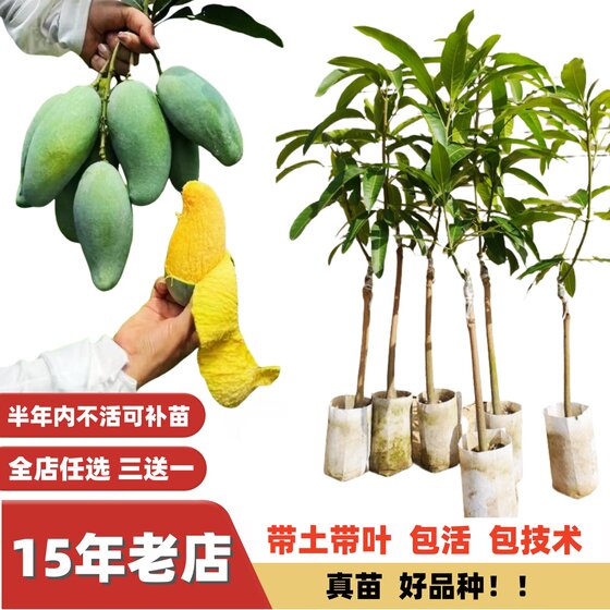 
Multi-season results, rich fruity fragrance, Tiandonggui seven-spice mango, large fruit, Jinhuang mango seedlings, Tainong grafted seedlings, fruit tree seedlings