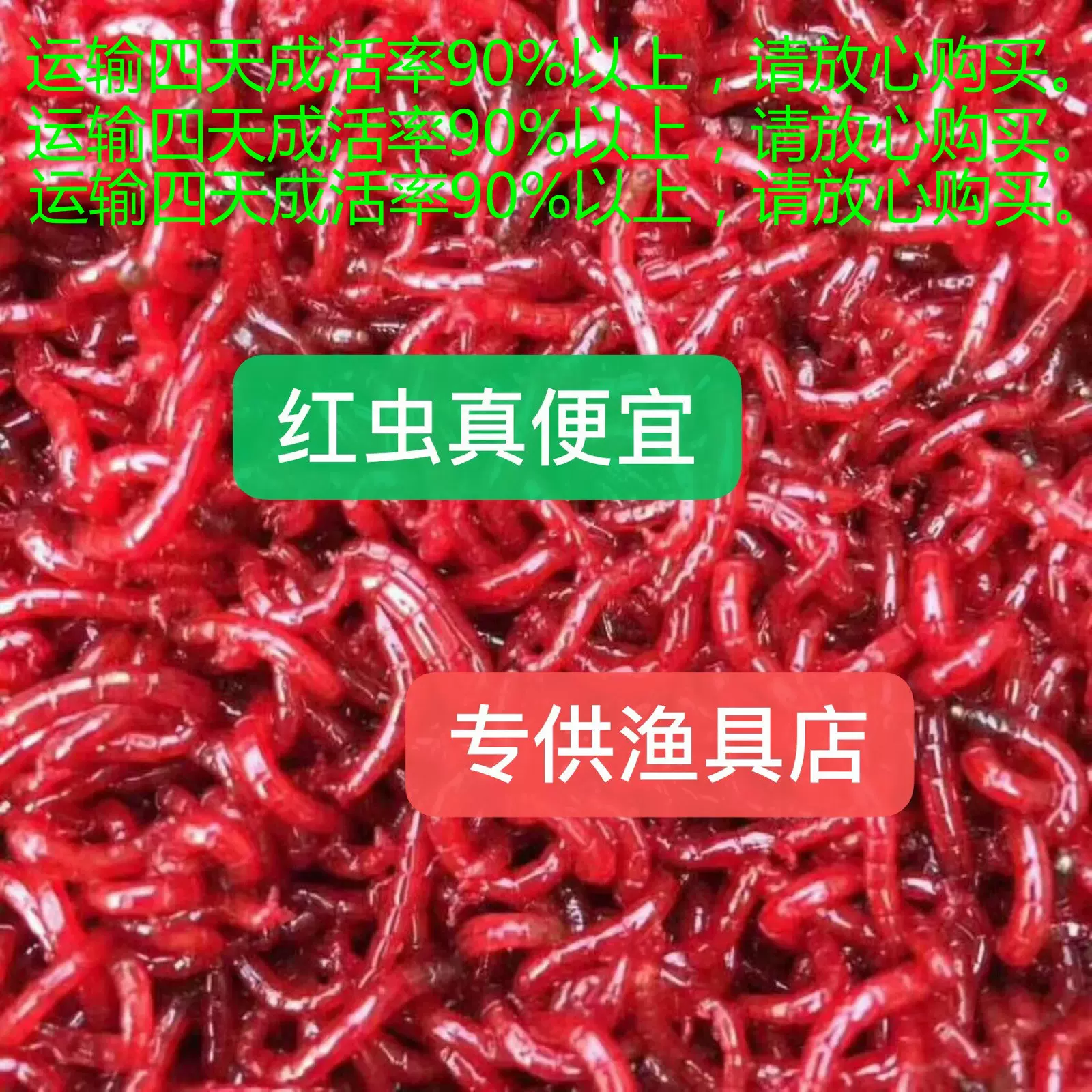 线虫活饵血虫活饵鱼虫活线虫鲜活血虫特大