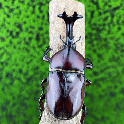 rhinoceros pet beetle adult larvae live