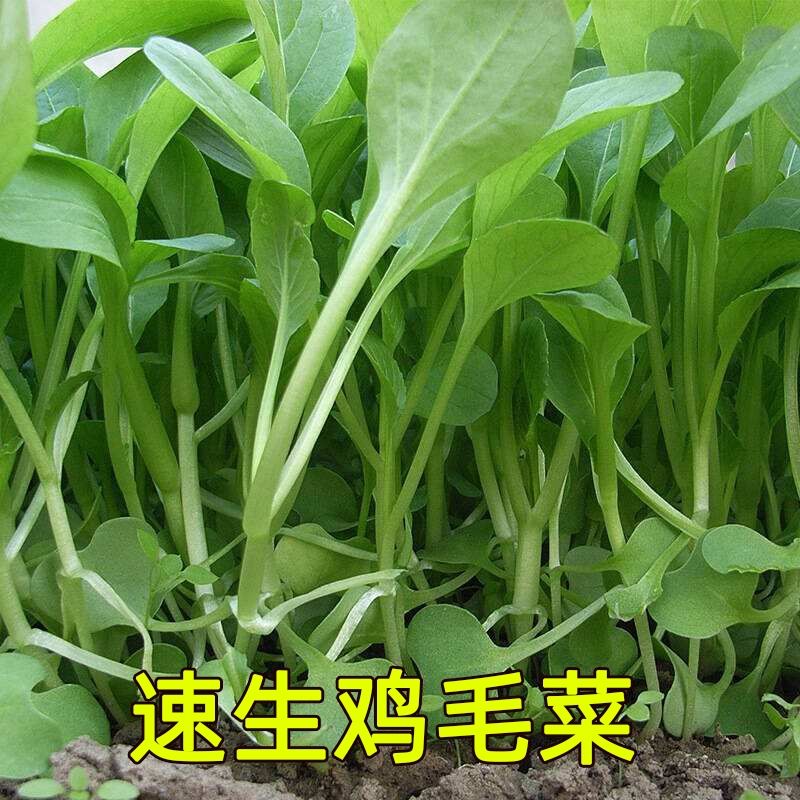 1 bag of 1000 Oriental Little Greens Seeds 1000粒上海鸡毛菜种子 