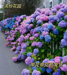 八仙花盆- Top 50件八仙花盆- 2024年3月更新- Taobao