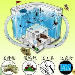 Ant Workshop Villa Home Castle Ecology Student Ant Nest Manor Small Pet Live Bow Back Ant Queen Box