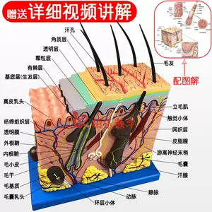皮膚構造模型 美容 教材 毛穴 毛根 解剖模型 人体学習用 - メルカリ