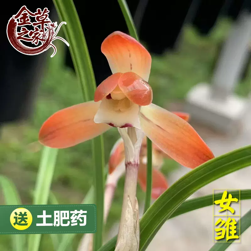 日本春蘭］ 女雛 8本 869 （韓国春蘭・中国春蘭・富貴蘭・山野草