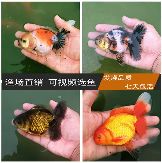 紅白五花櫻花泰獅 泰國獅子頭金魚活體 冷水魚觀賞魚泰壽錦鯉 Taobao