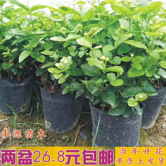 茉莉花苗白茉莉树苗盆栽栀子花苗四季栽培横县美丽茉莉花老