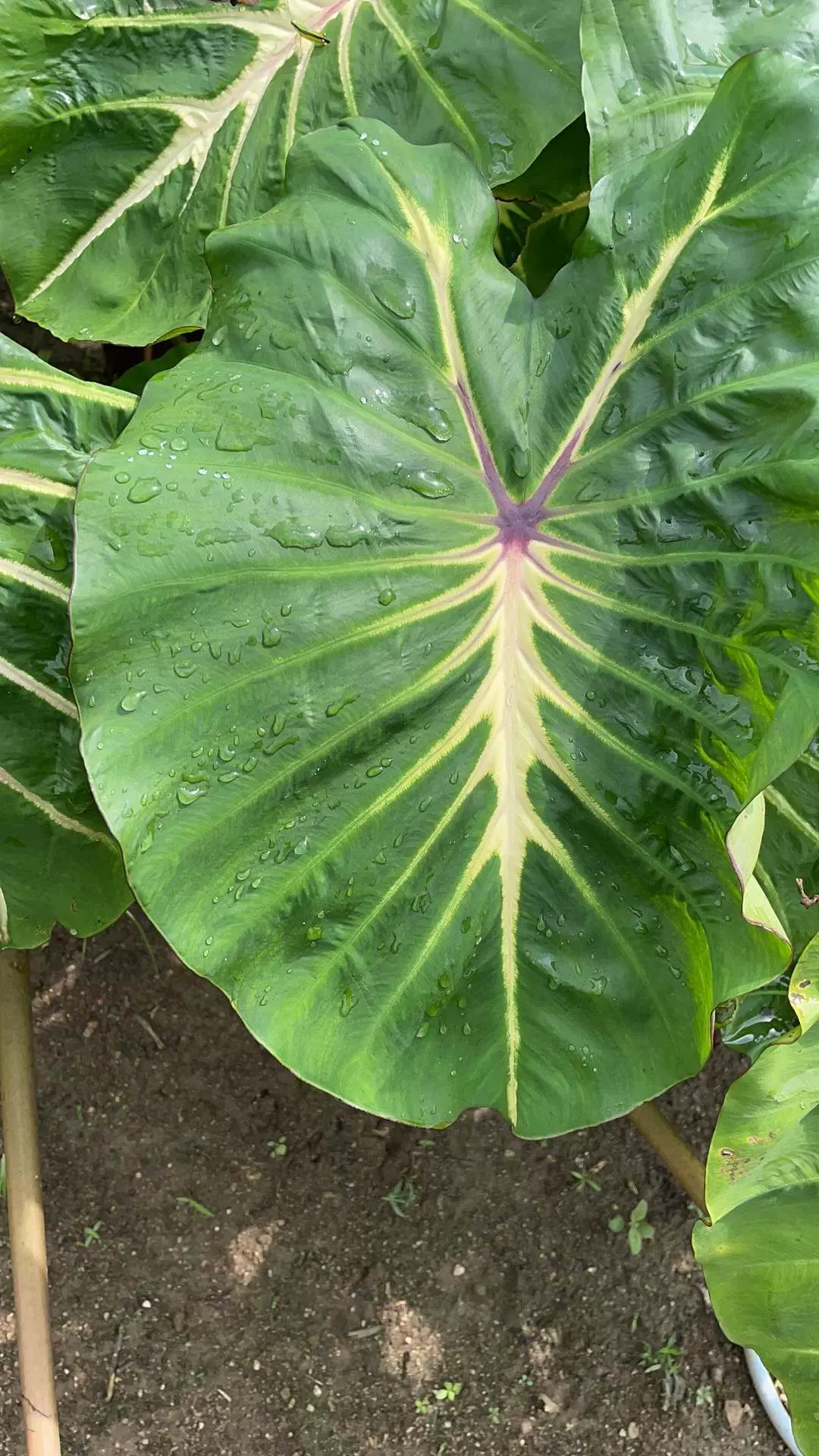 白色熔岩海芋天南星科芋属观叶植物地栽盆栽热带绿