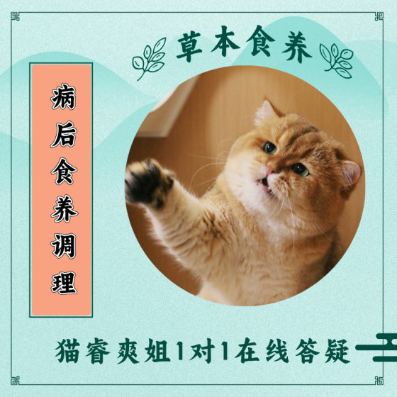 
Sister Mao Ruishang’s homemade herbal food nourishes cats with nasal congestion and shortness of breath