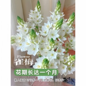 
Yunnan base direct delivery Sacred Heart Lily water-raised bird plum family flower arrangement Yunnan flowers SF free shipping