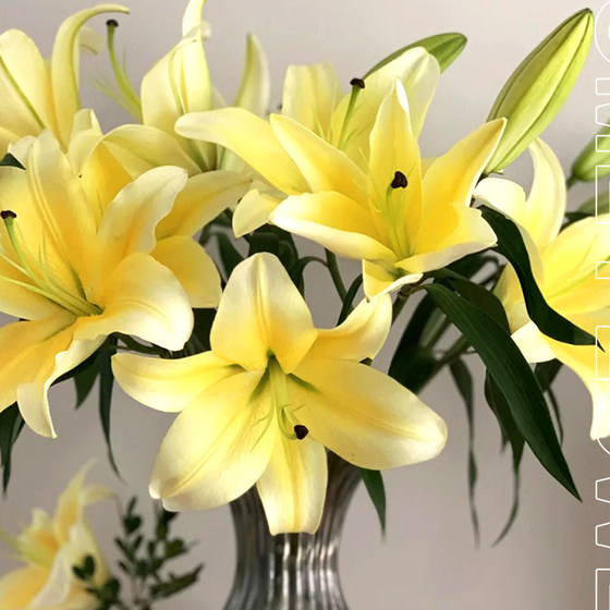 
SF Huangdi Huangtianba yellow lily flowers home office water-raised flower arrangement next day delivery lily flowers