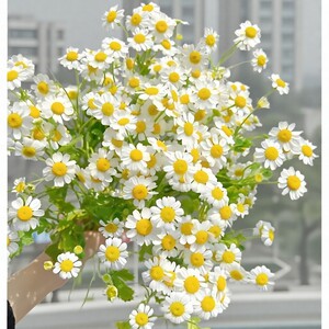 
New store promotion SF free shipping chamomile flowers Yunnan Kunming water-grown flower arrangement home office lily