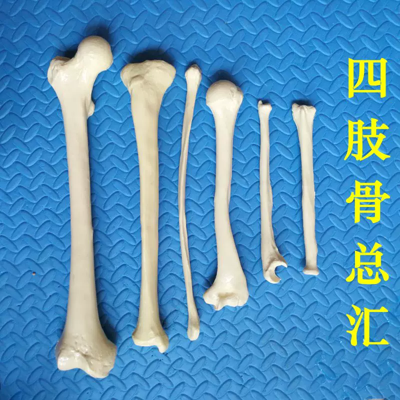 1比1人體腳骨模型左右腳足骨關節腳趾活動跟骨距骨仿真塑料骨骼-Taobao
