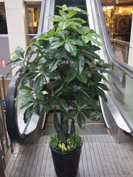 Free Shipping Artificial Bonsai Tree, High-Quality Imitation Dragon Leaf Money Tree, Elegant Artificial Plant Flower for Living Room Floor