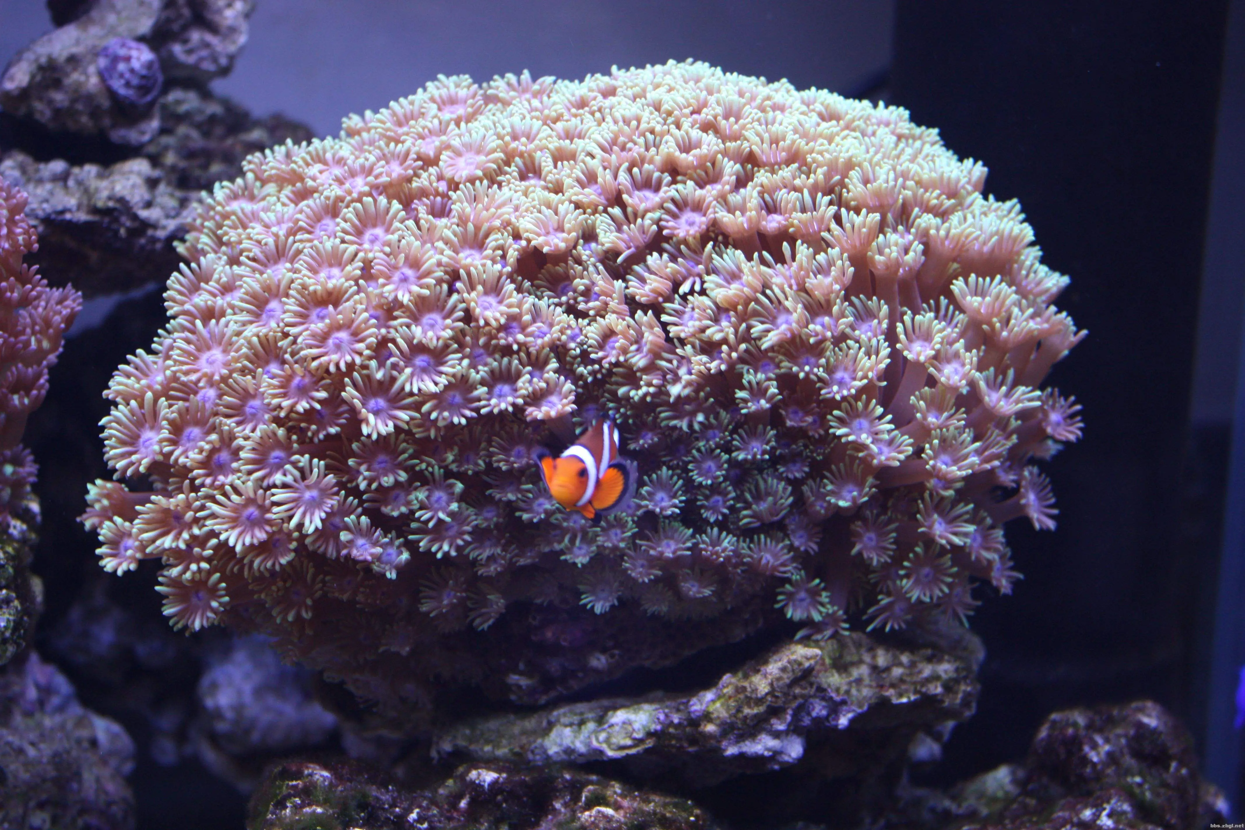 海水鱼活体软体观赏鱼珊瑚生物园帽万花筒宝石花茉莉花