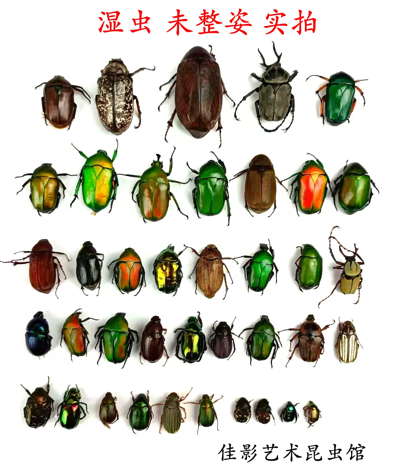 金龟科25种国产昆虫全系列色彩随机发鞘翅目科普教学收藏