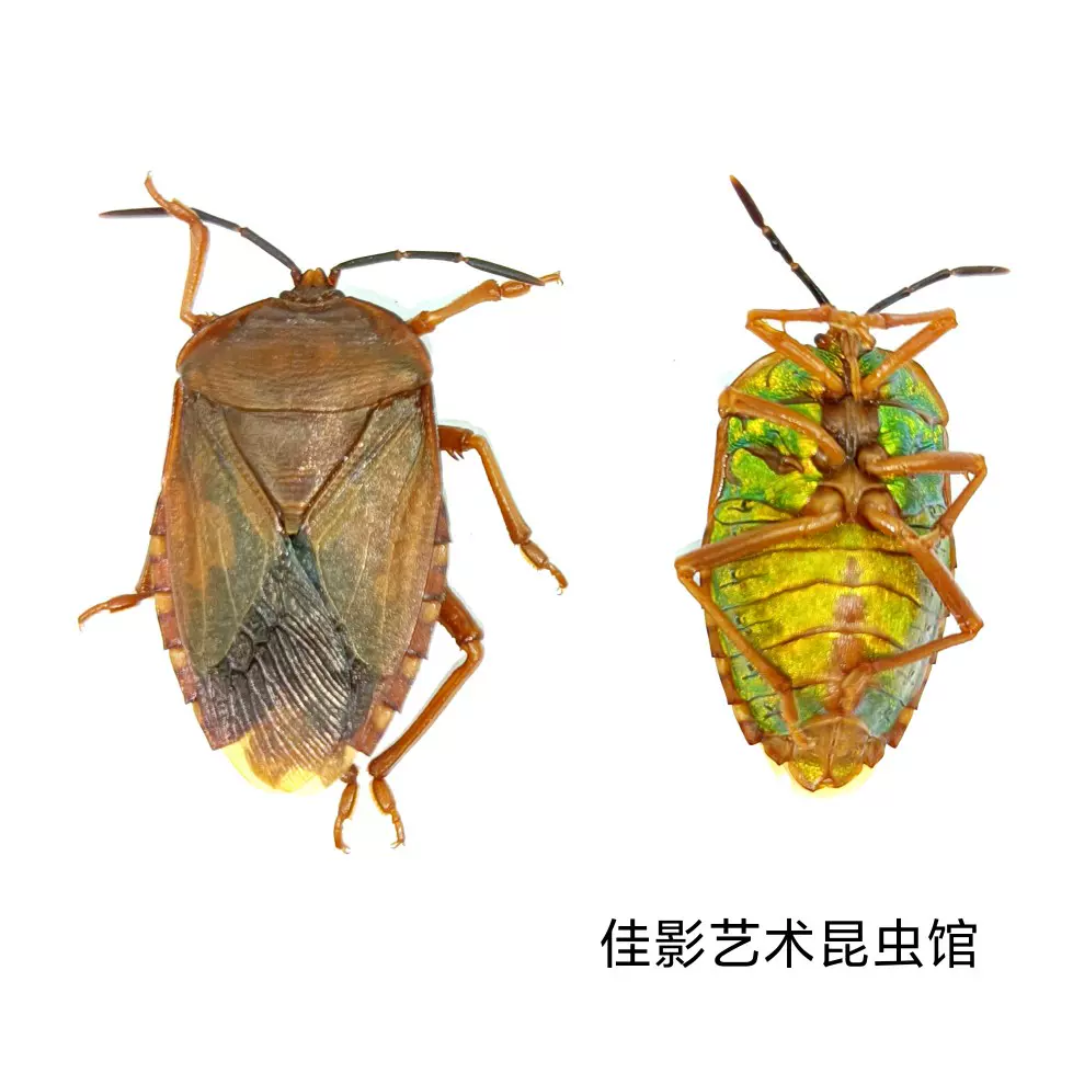 碩蝽標本溼蟲未整姿金屬色蝽科昆蟲標本體長約2.5cm 產地廣西-Taobao