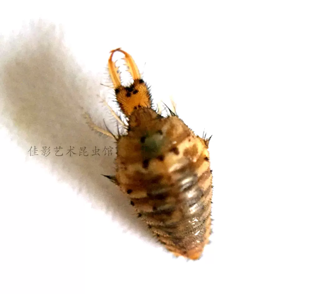 佳影 金沙牛标本 小型湿虫 又名地牯牛蚁狮沙