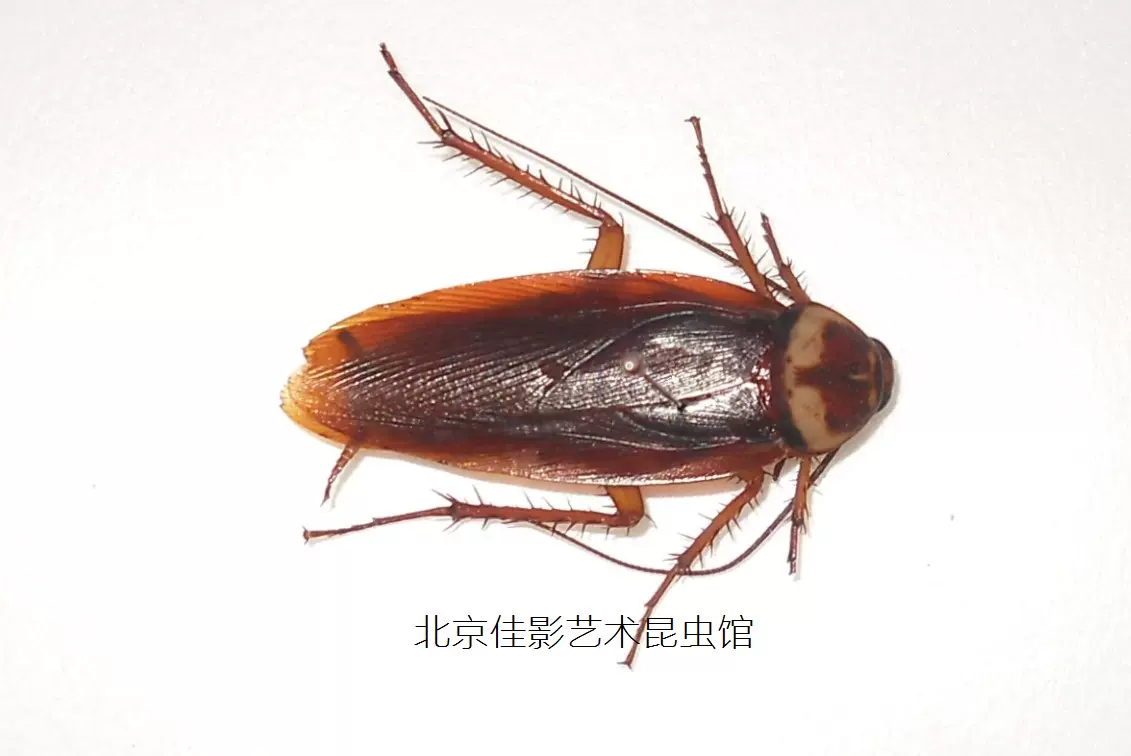 美洲大蠊标本雄性蟑螂标本昆虫标本科普教学科研收藏-Taobao